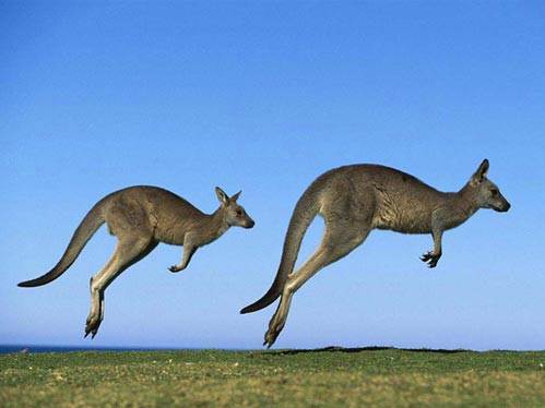 Kangaroos of Australia